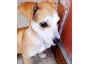 Cachorro raça Vira Lata idade 2 a 6 meses nome Sky