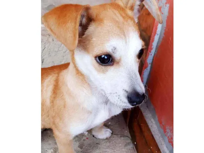 Cachorro ra a Vira Lata idade 2 a 6 meses nome Sky