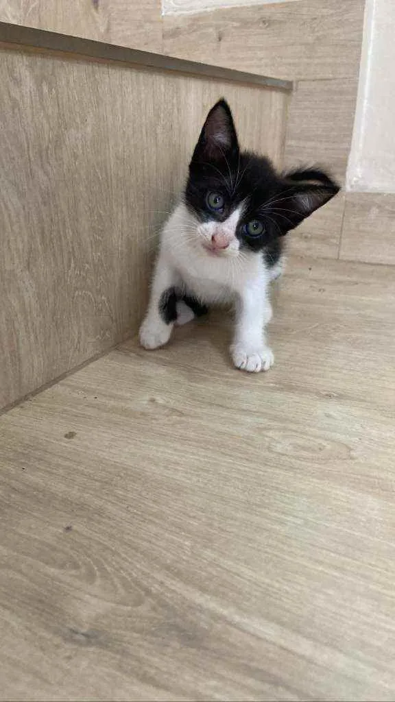 Gato ra a Pelo curto brasileiro e siamês idade  nome Lili