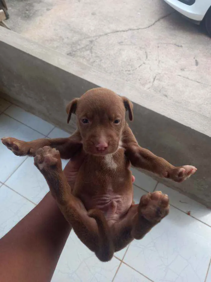 Cachorro ra a Pitbul misto idade Abaixo de 2 meses nome Não tem 