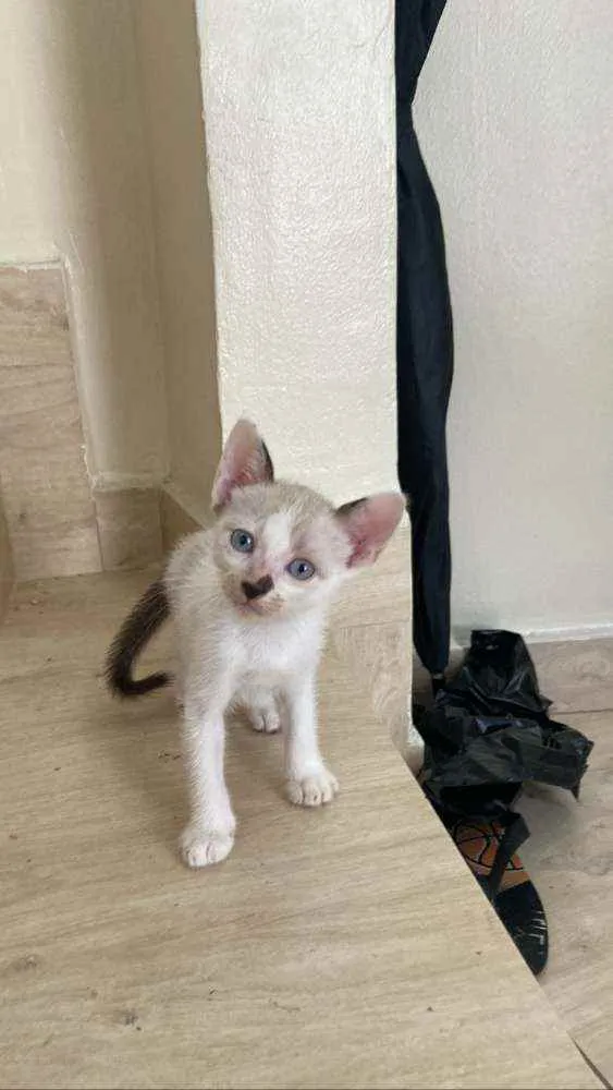 Gato ra a Pelo curto brasileiro e siamês idade  nome Lili