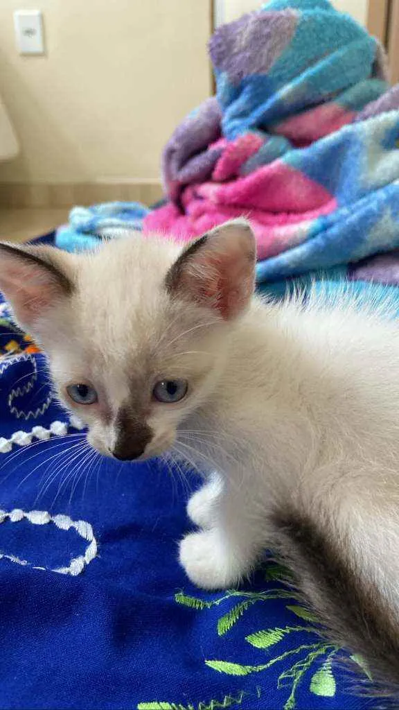 Gato ra a Pelo curto brasileiro e siamês idade  nome Lili