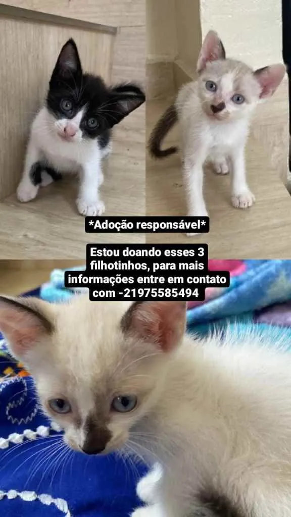 Gato ra a Pelo curto brasileiro e siamês idade  nome Lili