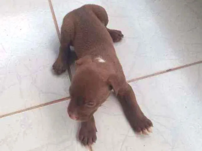 Cachorro ra a Pitbul misto idade Abaixo de 2 meses nome Não tem 