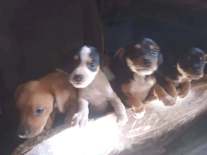 Cachorro ra a Fox paulistinha  idade Abaixo de 2 meses nome Filhotes 