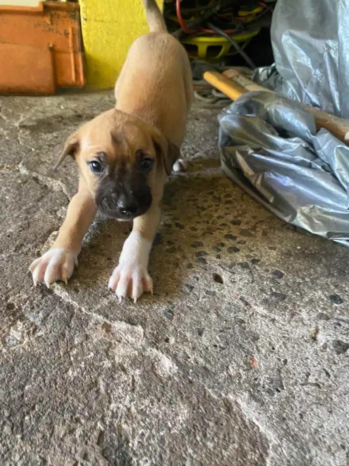 Cachorro ra a Vira lata  idade Abaixo de 2 meses nome Estão sem nome 