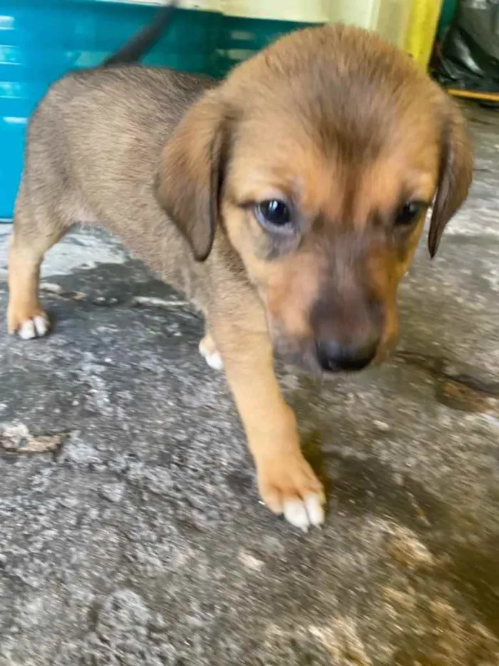Cachorro ra a Vira lata  idade Abaixo de 2 meses nome Estão sem nome 