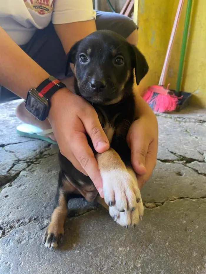 Cachorro ra a Vira lata  idade Abaixo de 2 meses nome Estão sem nome 