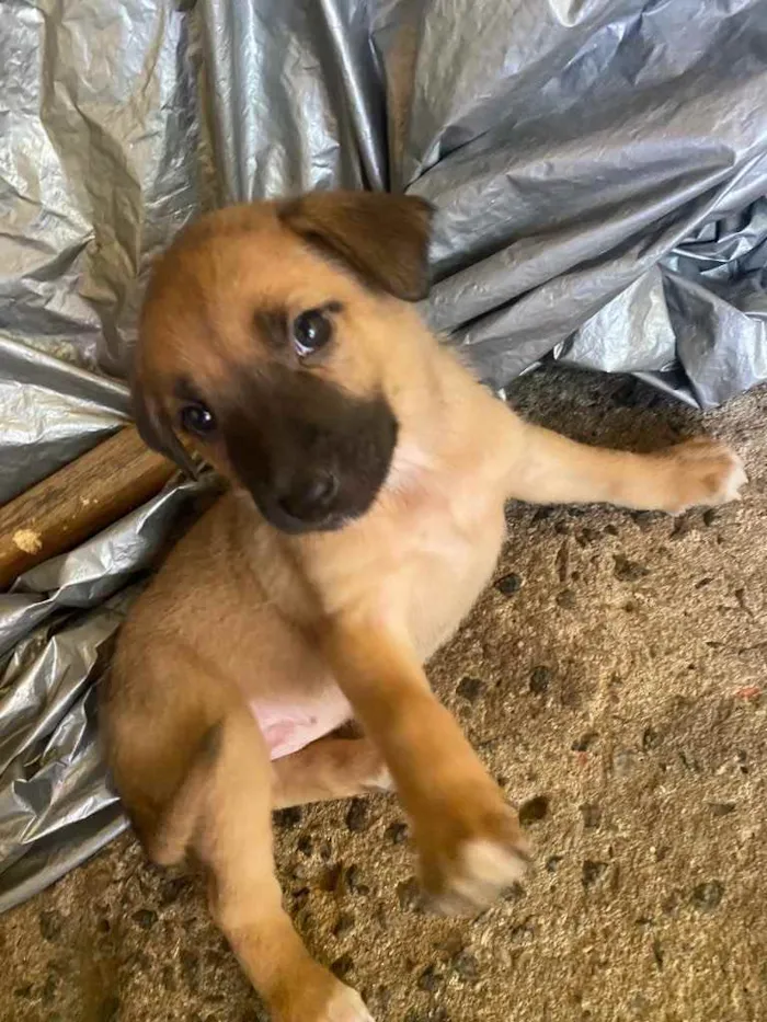 Cachorro ra a Vira lata  idade Abaixo de 2 meses nome Estão sem nome 
