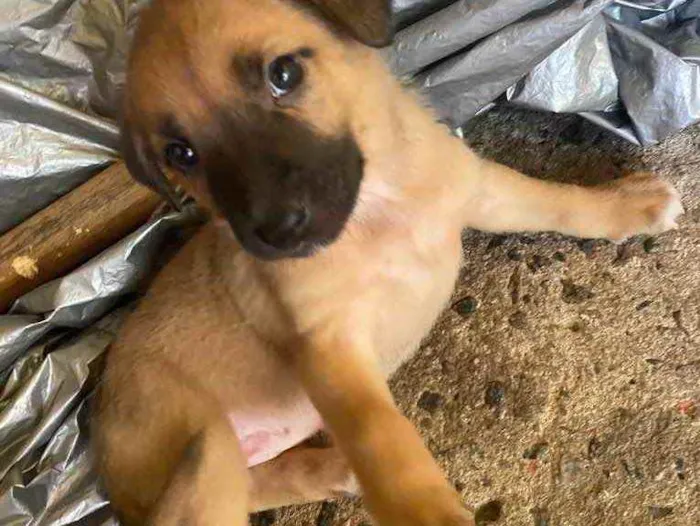 Cachorro ra a Vira lata  idade Abaixo de 2 meses nome Estão sem nome 