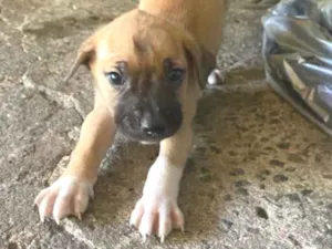 Cachorro raça Vira lata  idade Abaixo de 2 meses nome Estão sem nome 