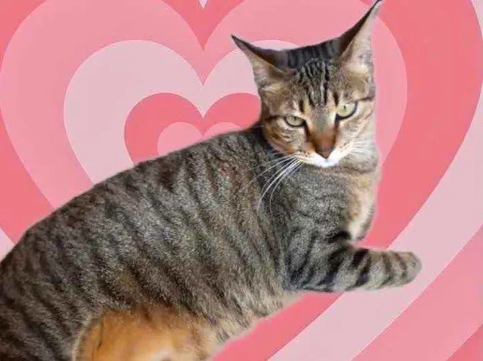 Gato raça Srd  idade 7 a 11 meses nome Stella Linda tigrada