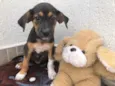 Cachorro raça SRD  idade Abaixo de 2 meses nome Sem Nome