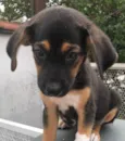Cachorro raça SRD  idade Abaixo de 2 meses nome Sem Nome