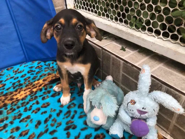 Cachorro raça SRD  idade Abaixo de 2 meses nome Sem Nome