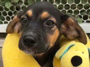 Cachorro raça SRD  idade Abaixo de 2 meses nome Sem Nome