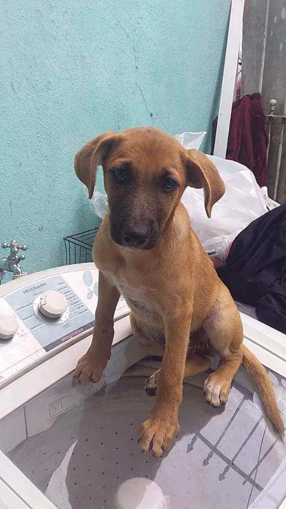 Cachorro raça SRD idade 2 a 6 meses nome Yasmin