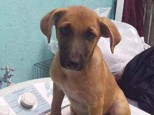 Cachorro raça SRD idade 2 a 6 meses nome Yasmin