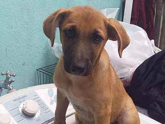 Cachorro raça SRD idade 2 a 6 meses nome Yasmin
