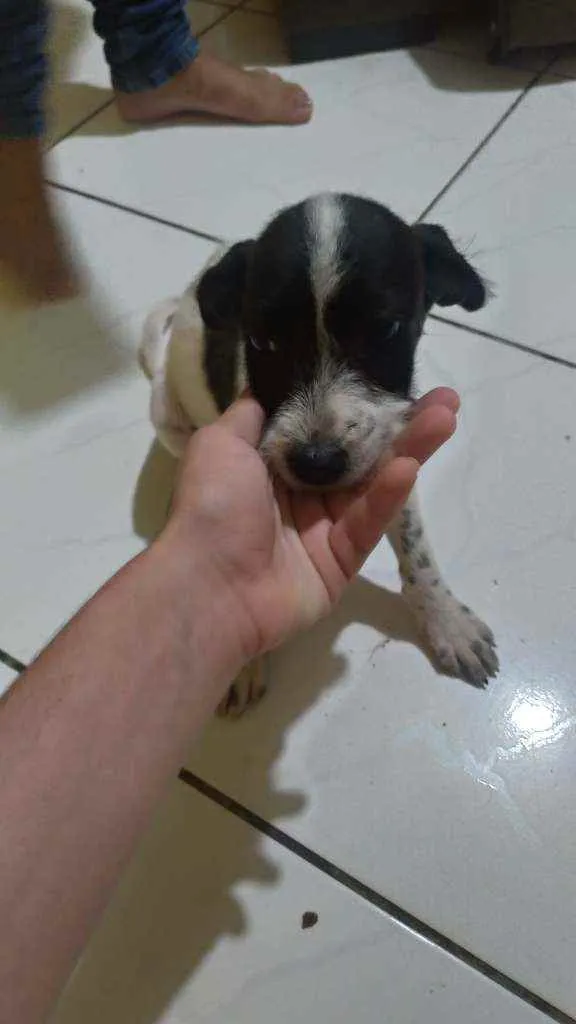 Cachorro ra a Vira-lata idade 2 a 6 meses nome Capitão 