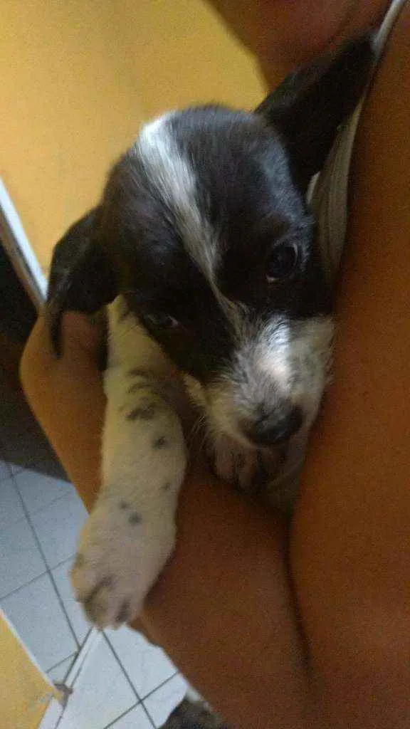 Cachorro ra a Vira-lata idade 2 a 6 meses nome Capitão 