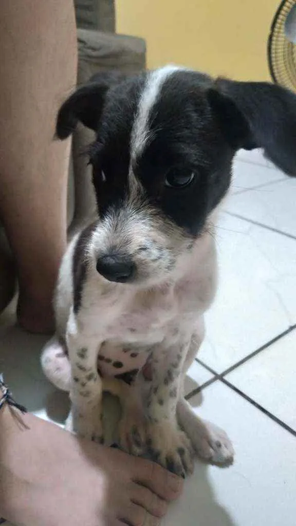 Cachorro ra a Vira-lata idade 2 a 6 meses nome Capitão 