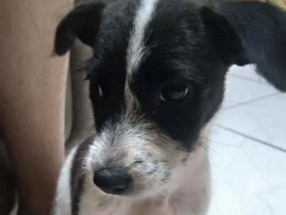 Cachorro ra a Vira-lata idade 2 a 6 meses nome Capitão 