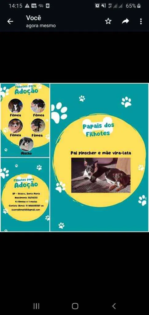 Cachorro ra a Vira lata com pincher idade Abaixo de 2 meses nome Ainda não tem nomes