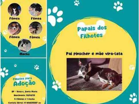 Cachorro ra a Vira lata com pincher idade Abaixo de 2 meses nome Ainda não tem nomes