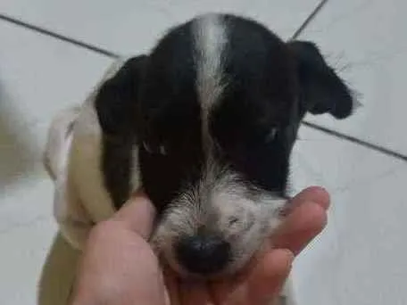 Cachorro ra a Vira-lata idade 2 a 6 meses nome Capitão 