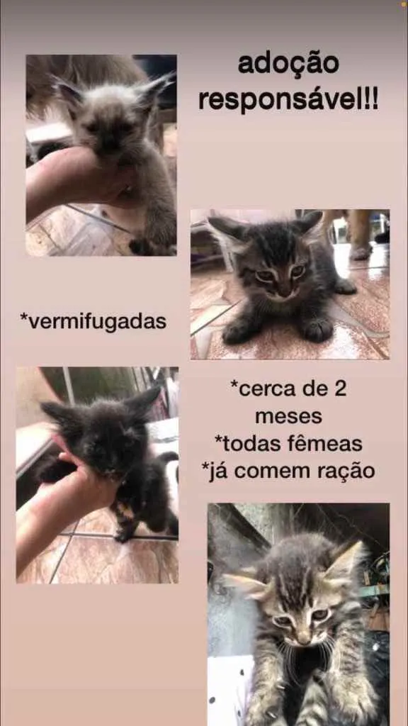 Gato ra a sem raça idade 2 a 6 meses nome filhos da mimi