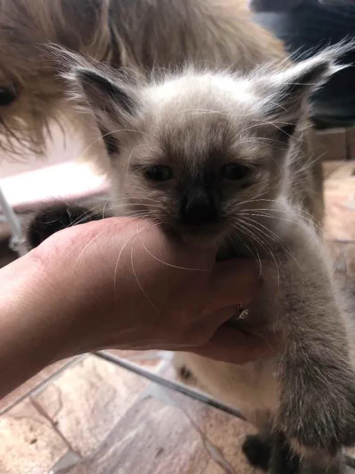 Gato ra a sem raça idade 2 a 6 meses nome filhos da mimi