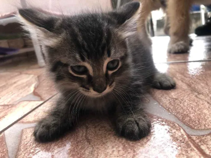 Gato ra a sem raça idade 2 a 6 meses nome filhos da mimi