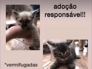 Gato raça sem raça idade 2 a 6 meses nome filhos da mimi