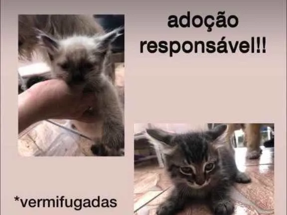 Gato ra a sem raça idade 2 a 6 meses nome filhos da mimi