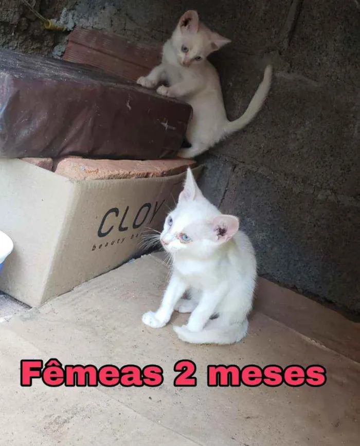 Gato ra a Srd idade Abaixo de 2 meses nome Sem nome