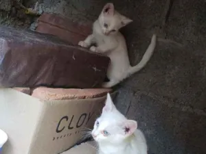 Gato raça Srd idade Abaixo de 2 meses nome Sem nome