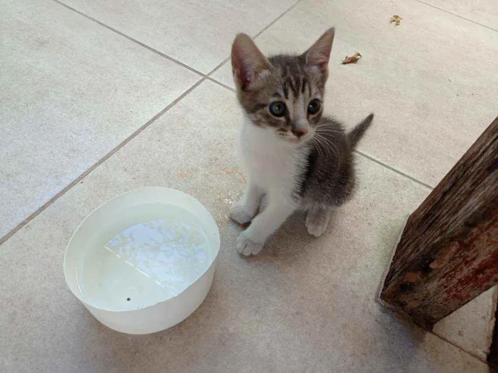 Gato raça Mistura idade 2 a 6 meses nome Ainda sem nome