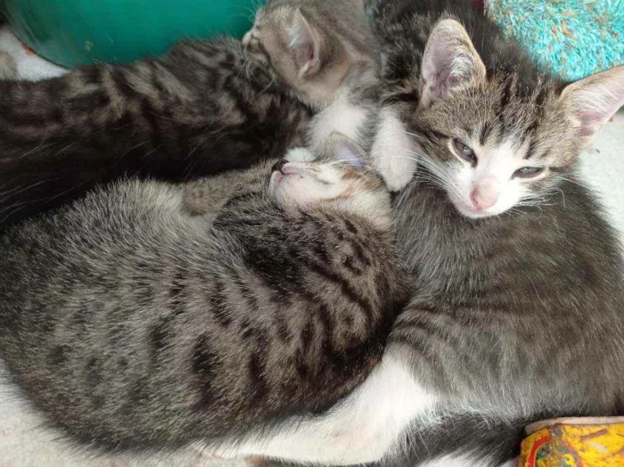 Gato raça Mistura idade 2 a 6 meses nome Ainda sem nome
