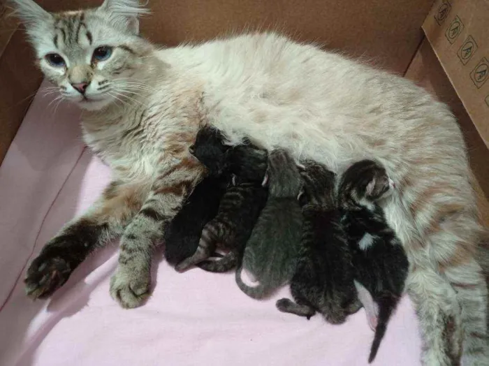 Gato raça Mistura idade 2 a 6 meses nome Ainda sem nome
