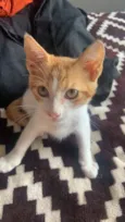 Guri