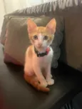Guri