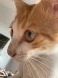 Guri