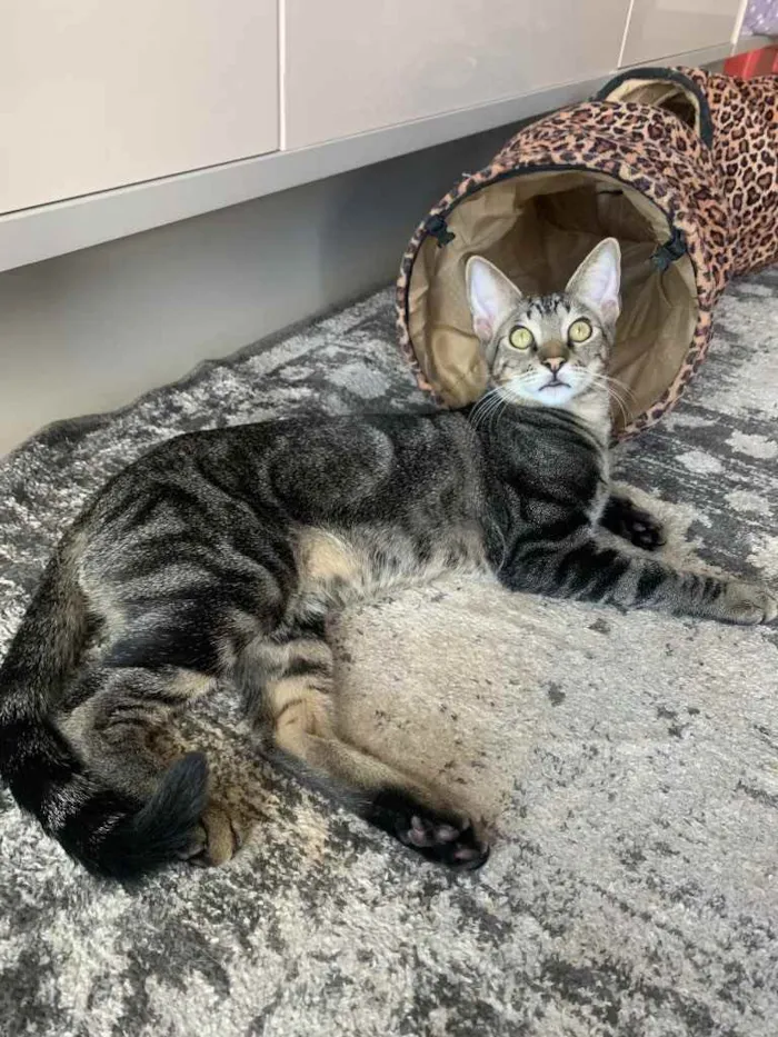 Gato raça SRD idade 2 a 6 meses nome ALECRIM