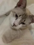 Minhoca 