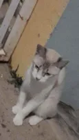 Minhoca 