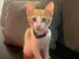 Guri