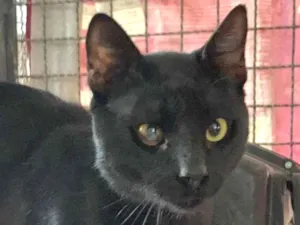 Gato raça SRD idade 2 anos nome Martin