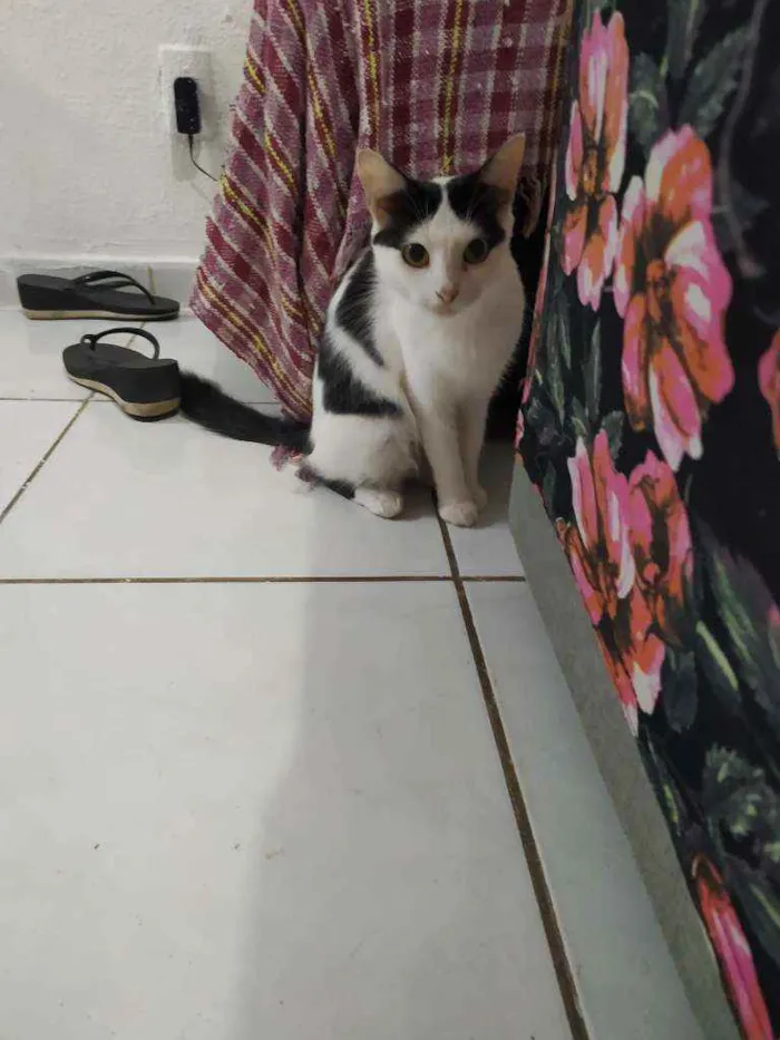 Gato ra a Viralata idade  nome Maria 