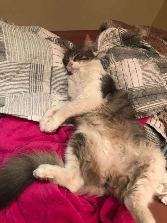 Gato ra a SRD idade 1 ano nome Joaquim